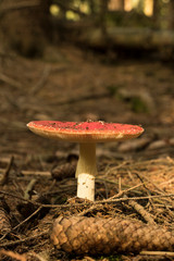 mushroom in the forest