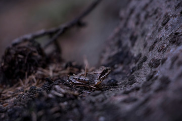 small frog