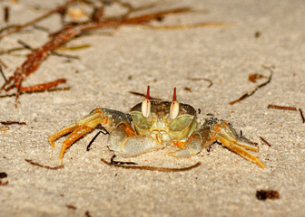 Close-up of a colorful rider crab (Ocypode ceratophthalmus) on the beach, shot with light source - Location: Seychelles