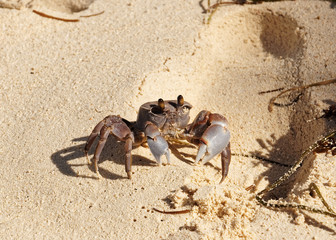 Close-up of a gray-colored ghost crab (Ocypode cordimanus) on the beach, footprint as size comparison - Location: Seychelles