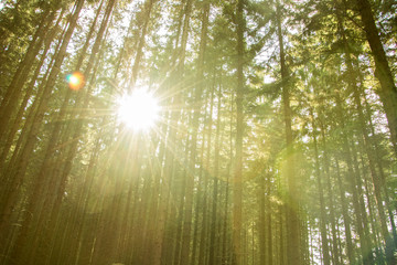 Fototapeta na wymiar sun in the forest