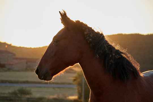 abandoned horse with skewers in her hair at sunrise