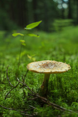 mushroom in forest