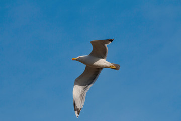 seagull in flight