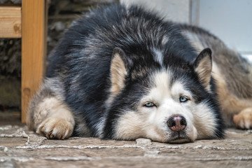 Tired Husky dog resting on the ground