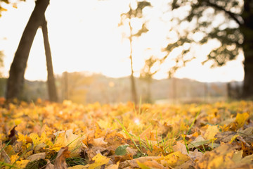 Low Angle of Golden Autumn Leaves