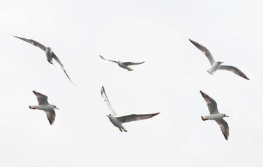 Naklejka premium sea gulls flying. seagull fly in different shapes and directions