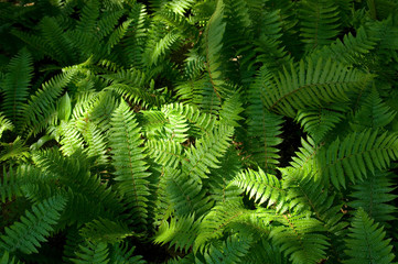 Hyochang Park in Korea.