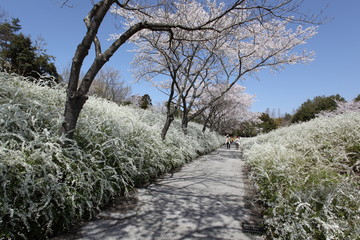 桜と雪柳の道