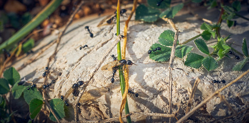 black ants with wings