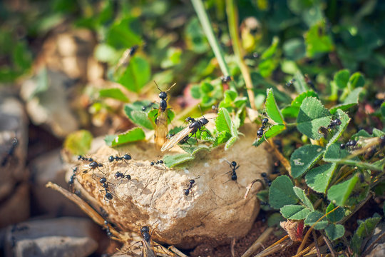 black ants with wings