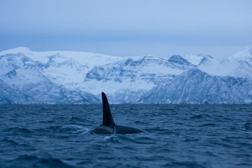 Fototapeta premium killer whale, orca, orcinus orca