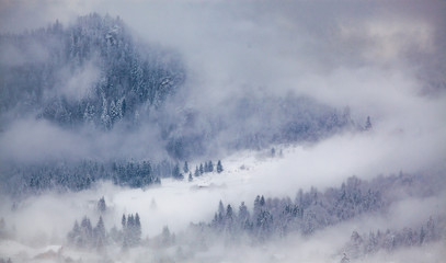 Fototapeta na wymiar snowy fir trees in fog - winter in the mountains