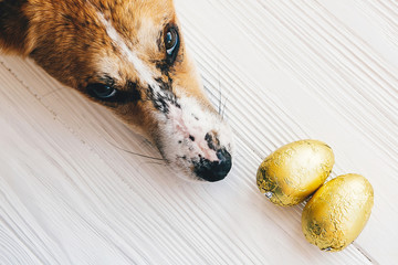 Cute dog lying at stylish easter chocolate eggs in golden foil on white wooden background and looking up with cute eyes . Modern easter eggs. Happy Easter. Space for text.