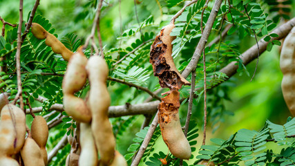 Tamarind pods are damaged by pests.