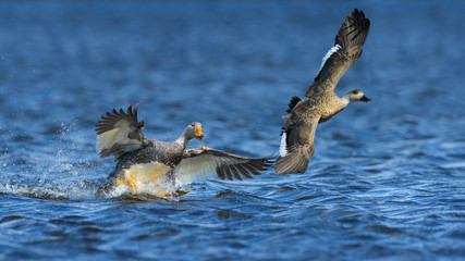 conflicto