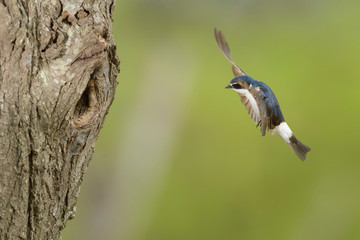 golondrina