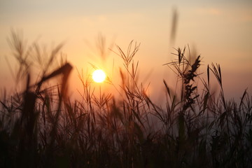 Sunset in the midst of fluffy grass