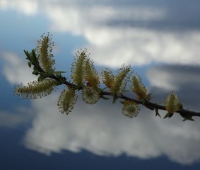 spring buds