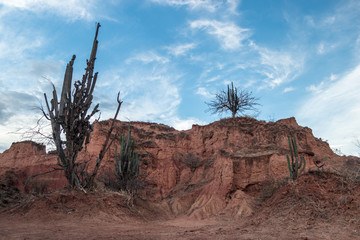 Famous colorful clay formations and cactus in the semi arid Tatacoa desert, a renowned touristic destination in Huila, Colombia.