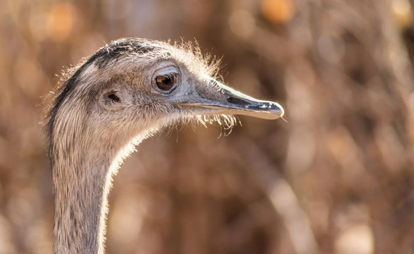 The greater rhea profile portrait in natural background