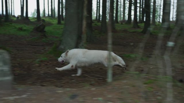 Dog running into the woods