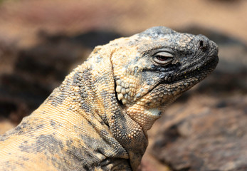 Closeup of a San Esteban Chuckwalla looking at the camera.