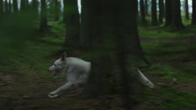 White dog running