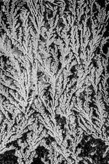 A natural pattern created by frost and water - 239767104