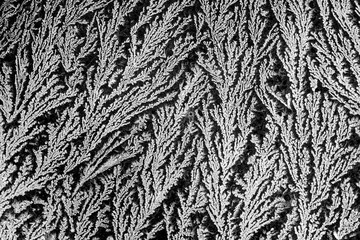 A natural pattern created by frost and water - 239767132