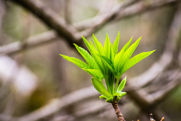California Buckeye tree growing new leaves, California