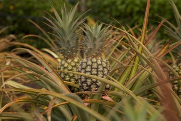Pineapples