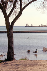 Fototapeta na wymiar Lakeside Tree with Geese