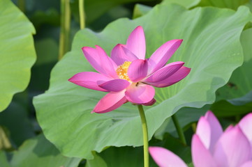 Blooming lotus flowers in the park