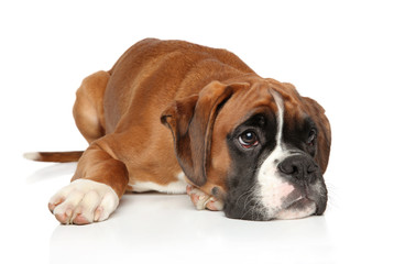 Sad Boxer dog puppy waiting for the owner