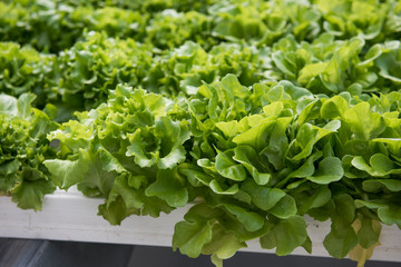 Image of lush green cabbage vegetation inside a Greenhouse farm. The cabbage plants look very fresh and is definitely well cared of.