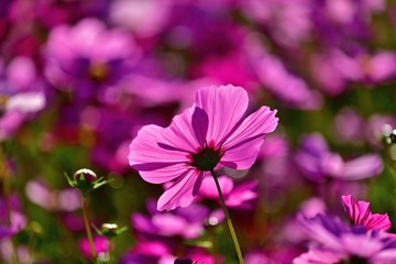 Fototapeta premium ひっそりと咲く満開のコスモス