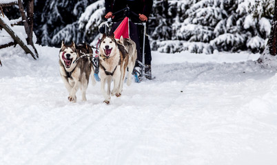 dog sled race with huskies