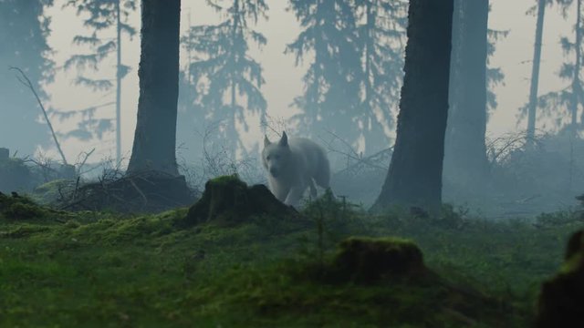 Dog running in a forest