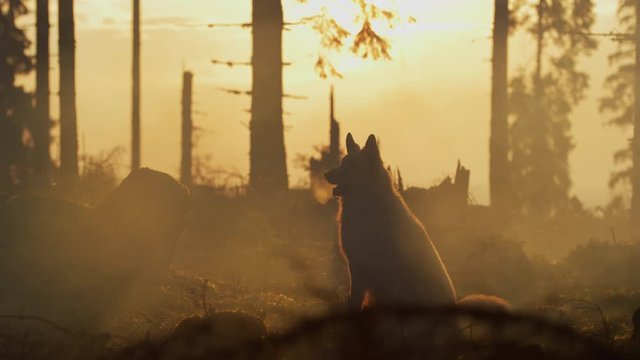 Dog in a forest, at sunset