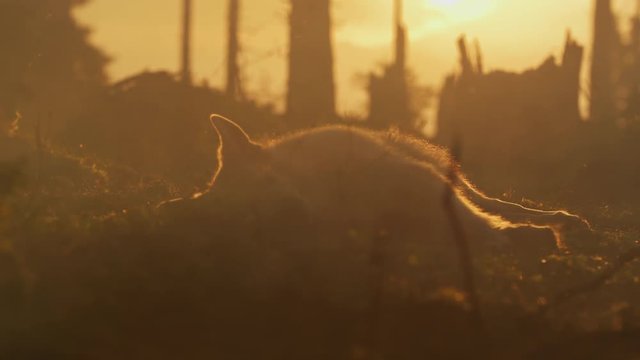 Dog lying down at sunset