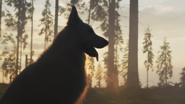 Dog in the evening light