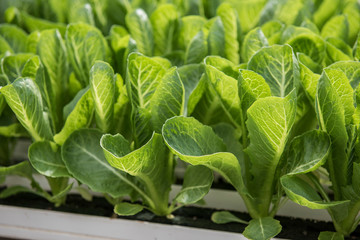 View of the hydroponics style of cultivation is seen at a farm. It is a subset of hydroculture where plants are grown using mineral solvent instead of soil. Cabbage and lettuce plants are seen being