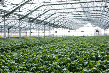 View of the hydroponics style of cultivation is seen at a farm. It is a subset of hydroculture where plants are grown using mineral solvent instead of soil. Cabbage and lettuce plants are seen being