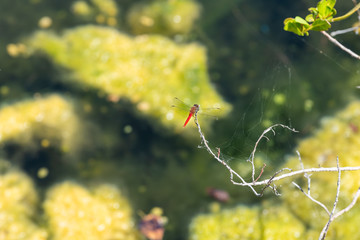 Red dragonfly back sitting on dry tree, bush branch, green leaves in Florida keys marsh, bog, swamp, wetland, blurred, blurry bokeh background, wings