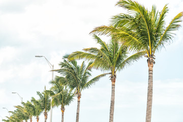 Row of palm trees, lamp posts, city lights in Key West, Florida along overseas highway road, street in summer, isolated against blue sky