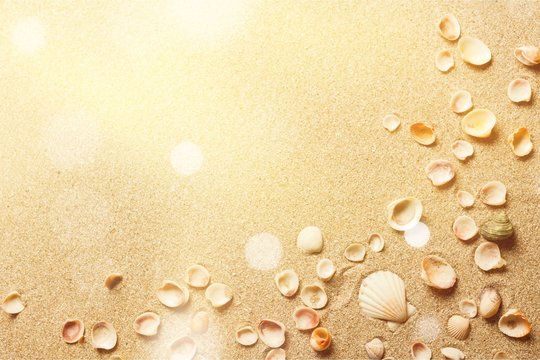 Shells in the sand on the beach background