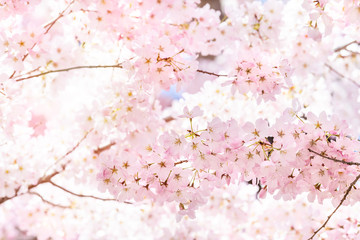 Looking up, low angle closeup view of one vibrant pink cherry blossom sakura tree, sunburst through...