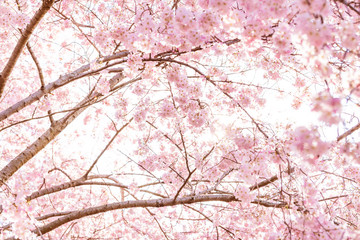 Looking up, low angle view of vibrant, white pink cherry blossom sakura tree, sunburst through branch, sky, flower petals in spring, Washington DC, sunny, sun, sunshine, sunlight, backlight