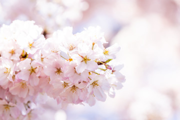Looking up, low angle closeup view of one vibrant pink cherry, sakura blossom tree branch, flower petals in spring, springtime Washington DC, sunny, sun, sunshine, sunlight, light, backlight